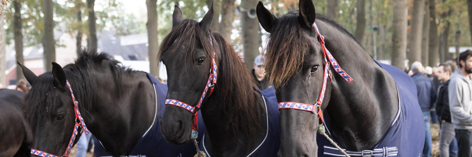 drie bruinzwarte paarden op de zuidlaardermarkt