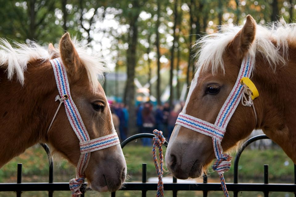 Twee hoofden van paarden staan met de neus naar elkaar toe