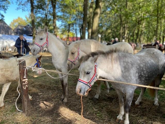 Witte paarden op een rij op de Zuidlaardermarkt