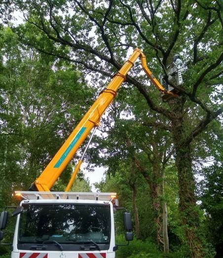 Man in beschermd pak op een autolaadkraan verwijderd eikenprocessierupsen uit boom