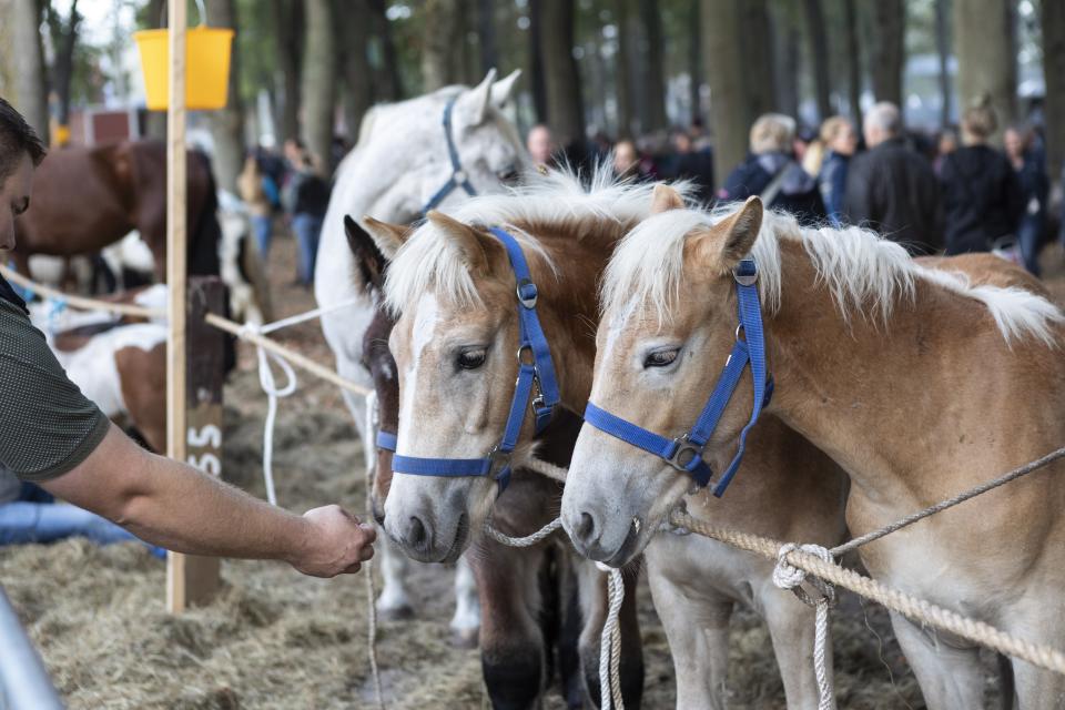 Twee bruine paarden krijgen voer van handelaar