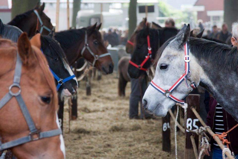 paarden op de zuidlaardermarkt