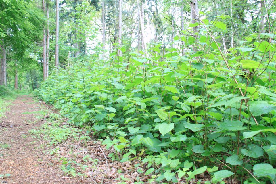 een lange rij met Japanse Duizendknoop planten in een bos