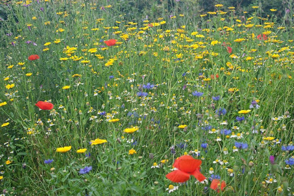 fleurig veld met rode, gele en paarse bloemen in groen gras