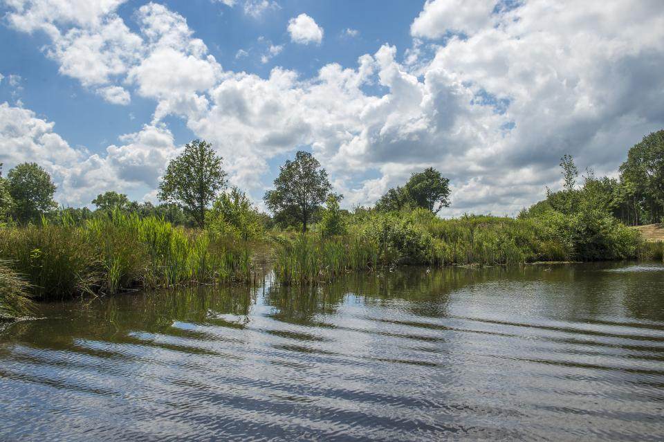 aanzicht rietkraag vanuit water