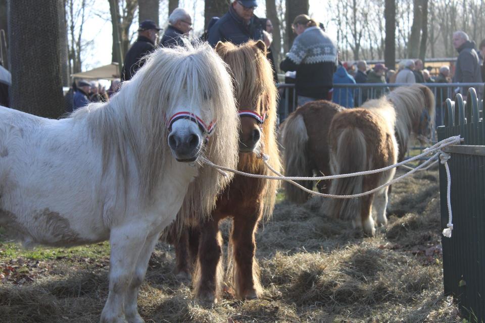 Twee paarden kijken in camera op de Zuidlaardermarkt