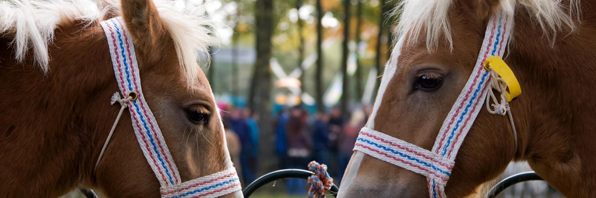 Twee lichtbruine paarden staan tegenoverelkaar, oog in oog