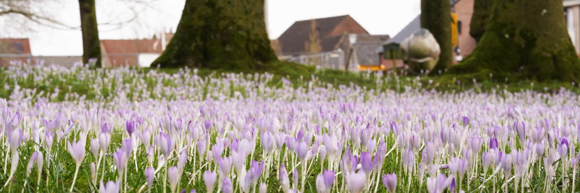 Krokussen van dichtbij gefotografeerd, met onderkant van bomen verderop.