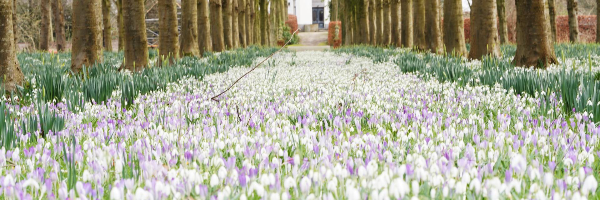 Crocussen en sneeuwvlokjes bij landgoed Bosch en vaart