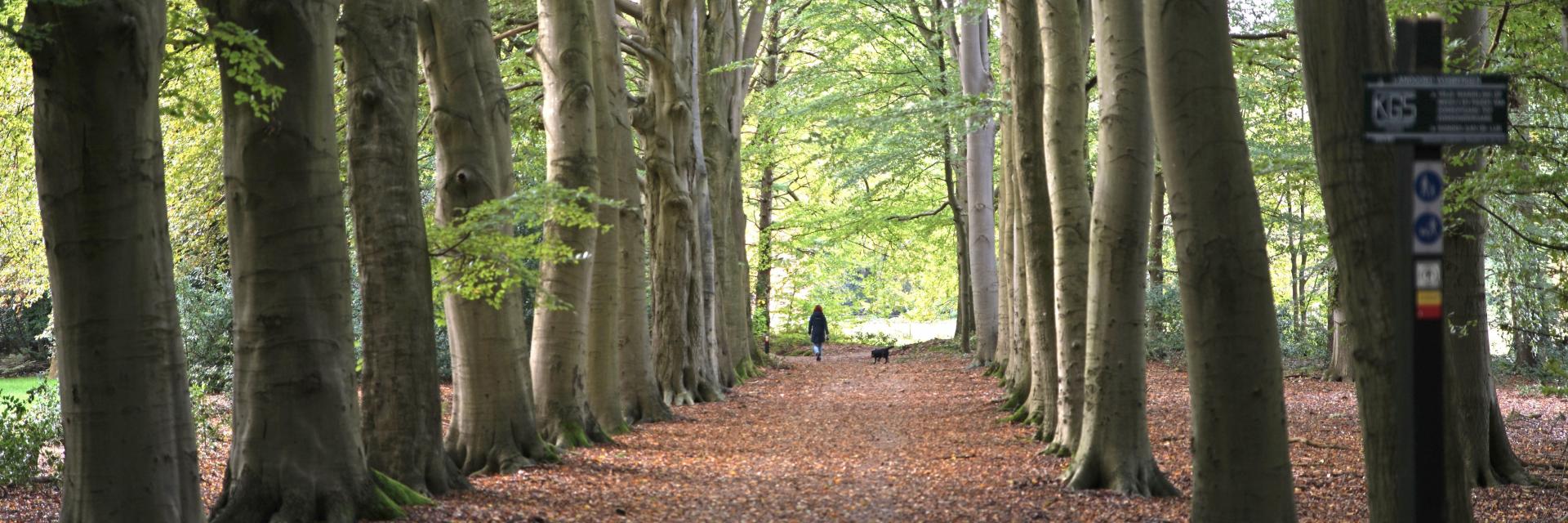 Vrouw en hond wandelen in bos