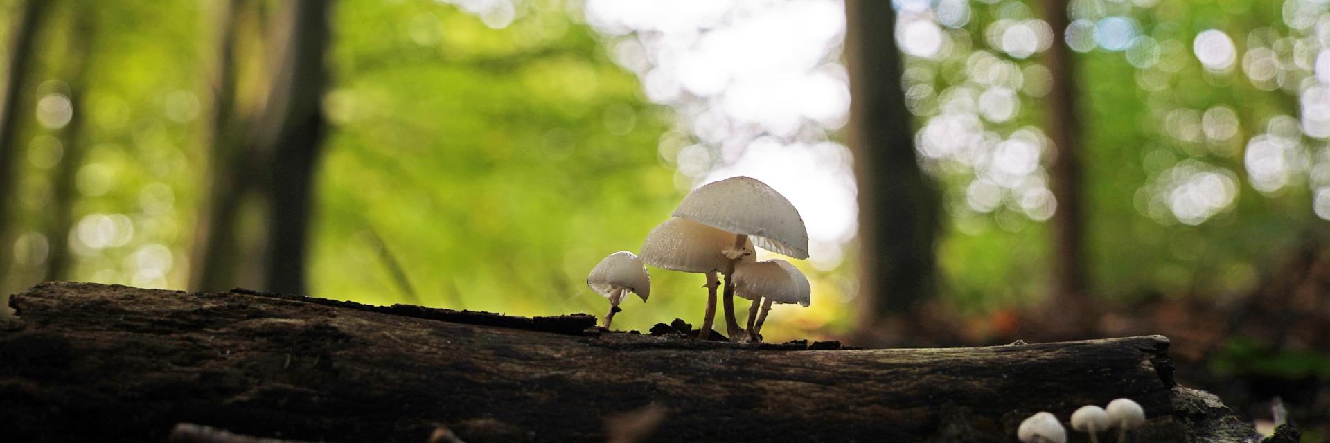 een witte paddestoel op een boomstronk