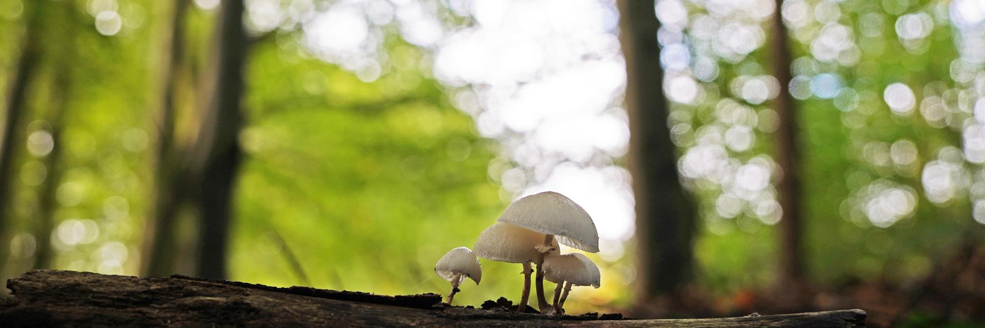 een witte paddestoel op een boomstronk