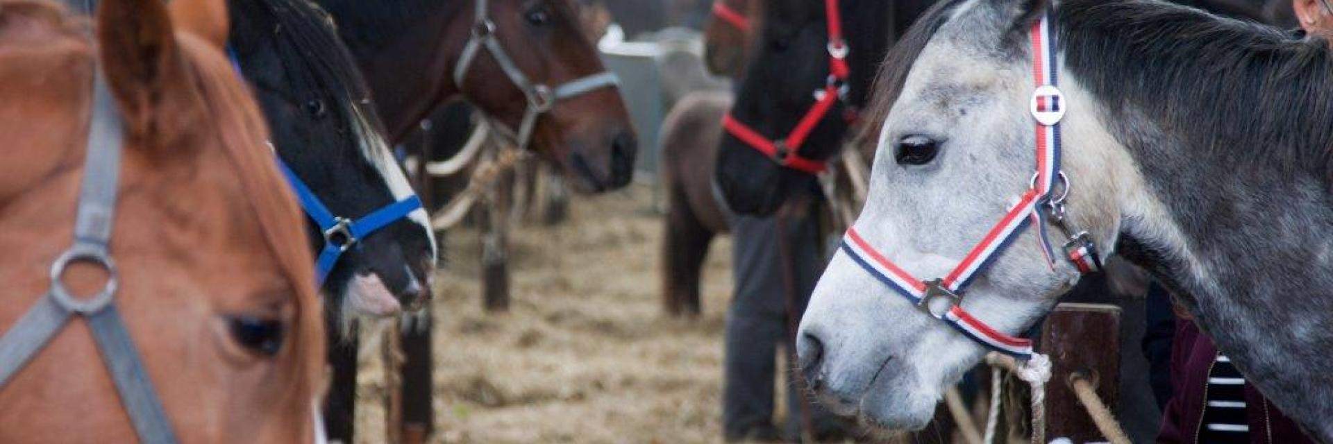paarden op de zuidlaardermarkt