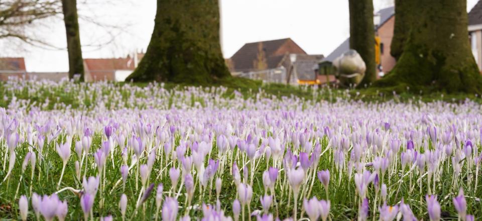 Krokussen van dichtbij gefotografeerd, met onderkant van bomen verderop.