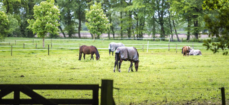 Paarden grazen in de wei